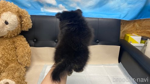 成約済の兵庫県のポメチワ:ポメラニアン×チワワ-343422の10枚目